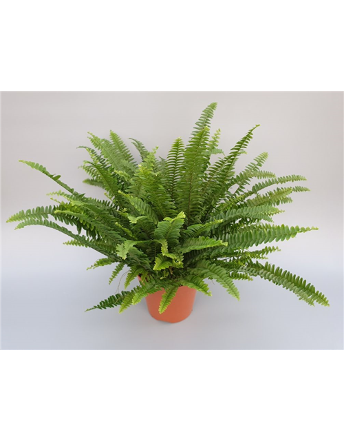 Nephrolepis exaltata Green Lady