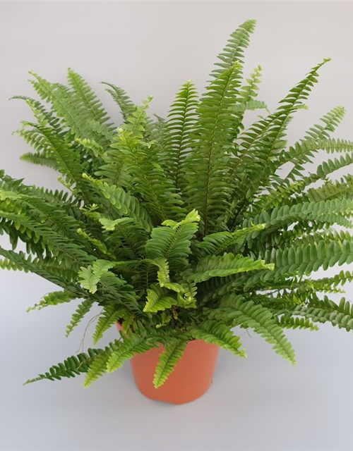 Nephrolepis exaltata Green Lady ASP