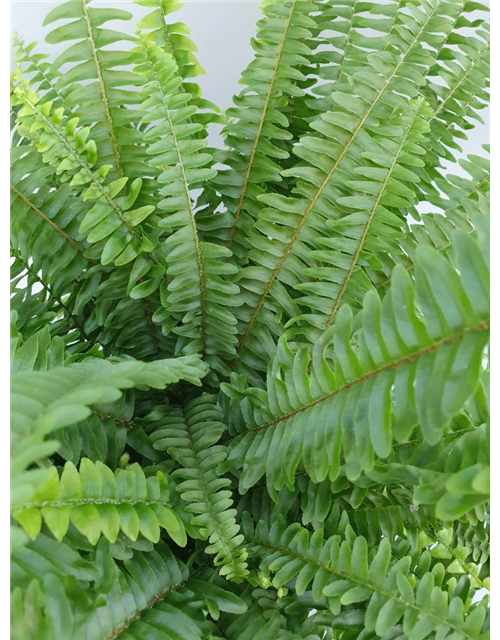 Nephrolepis exaltata Green Lady