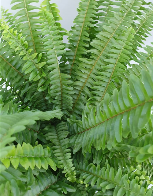 Nephrolepis exaltata Green Lady ASP