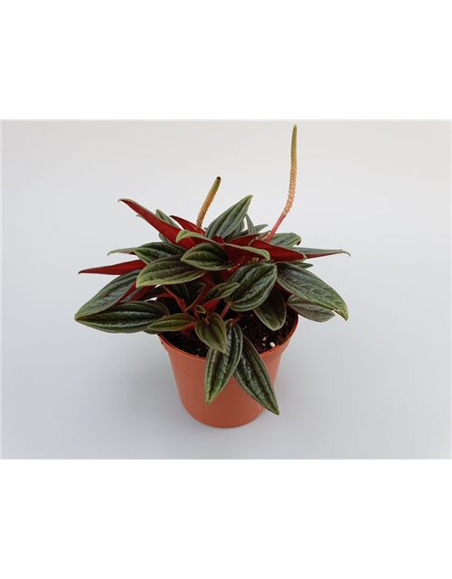 Peperomia bambino Rosso Mini T7