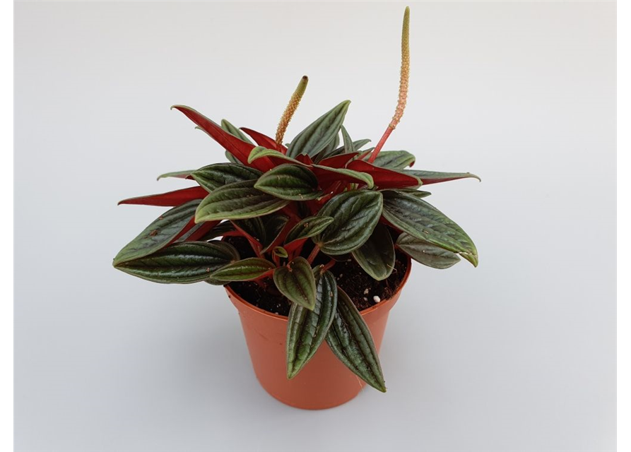 Peperomia bambino Rosso Mini T7