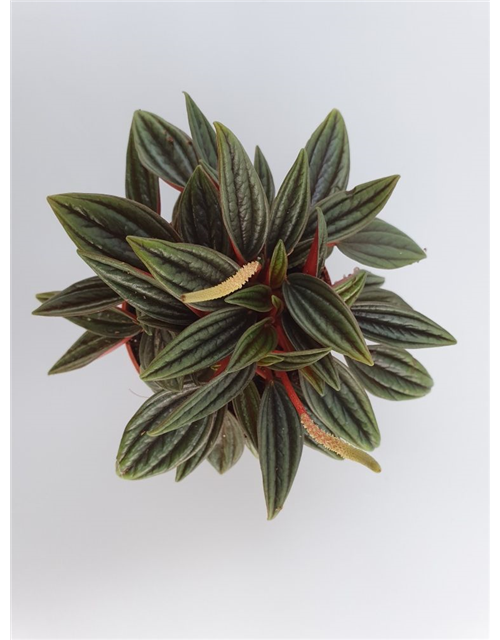 Peperomia bambino Rosso Mini T7