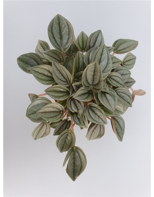 Peperomia Napoli Night Mini T7