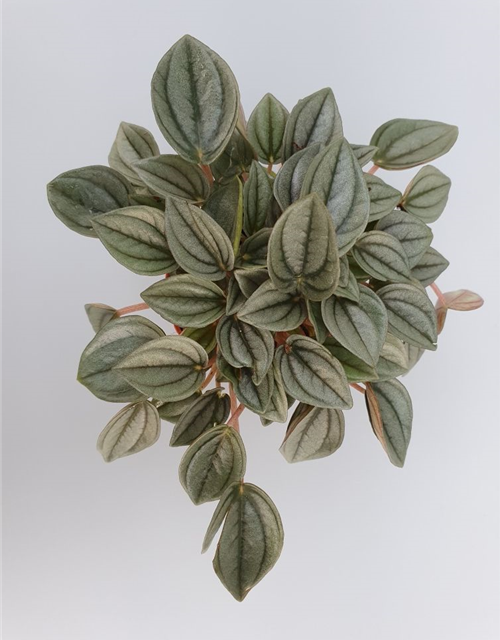 Peperomia Napoli Night Mini