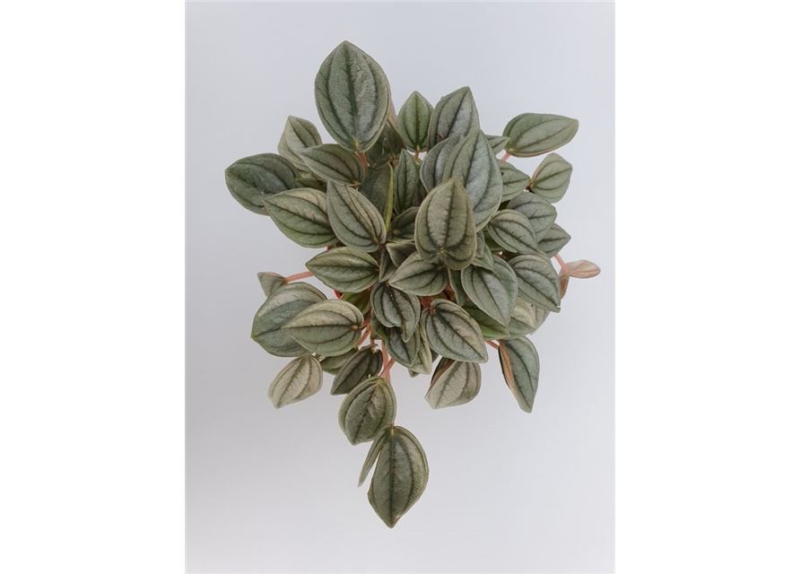 Peperomia Napoli Night Mini T7