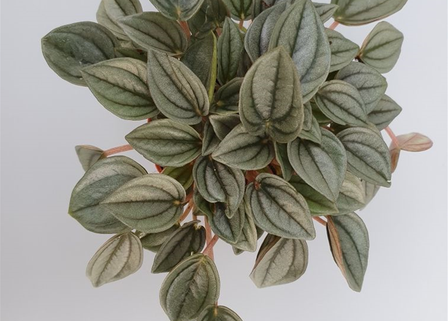 Peperomia Napoli Night Mini