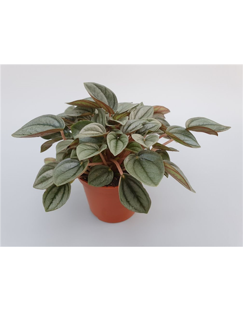 Peperomia Napoli Night Mini T7