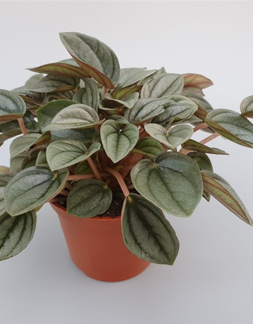 Peperomia Napoli Night Mini