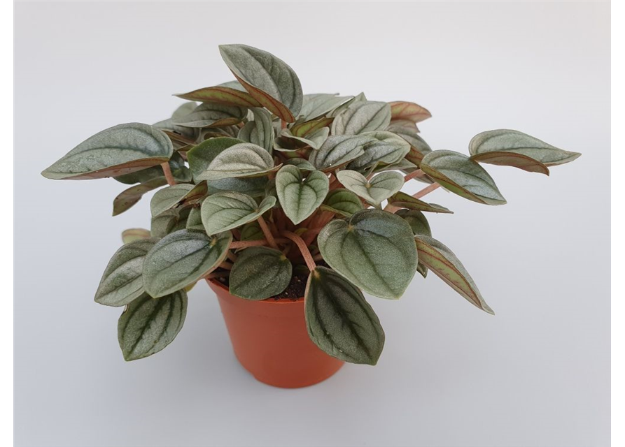 Peperomia Napoli Night Mini T7