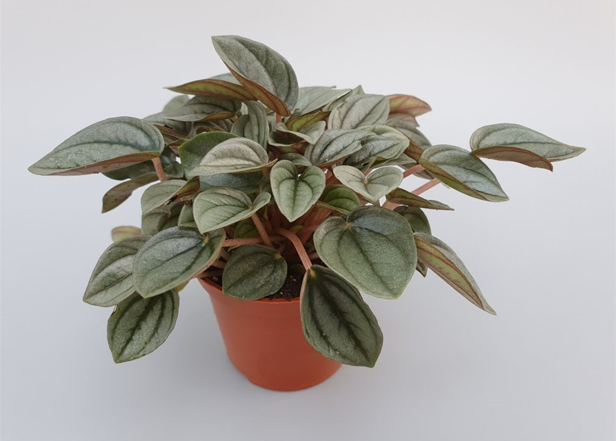 Peperomia Napoli Night Mini