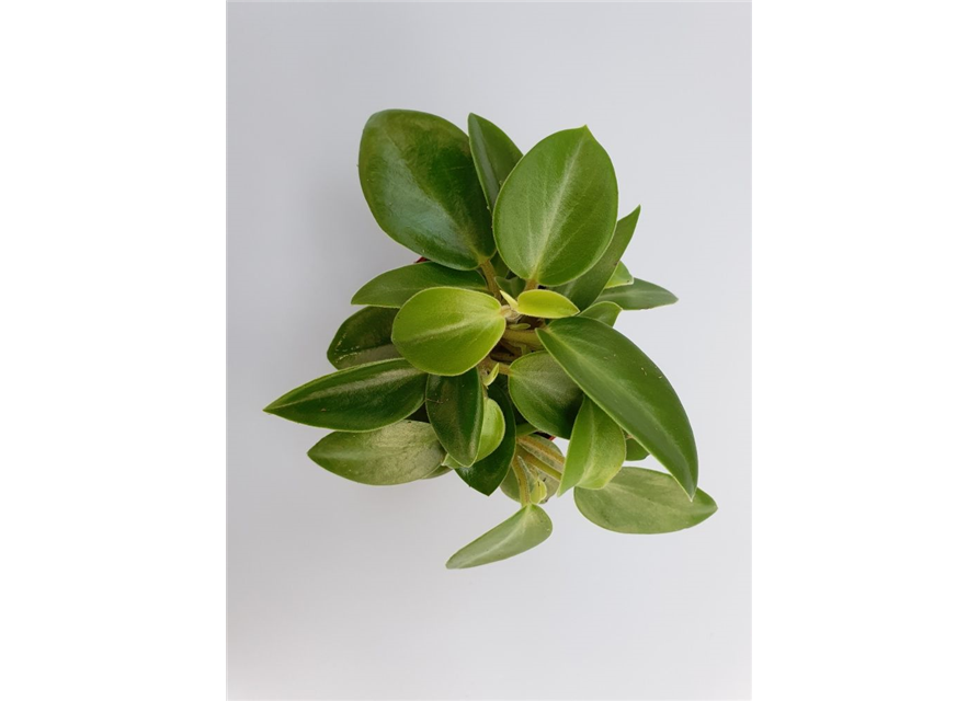 Peperomia prostrata Pixie Mini T7