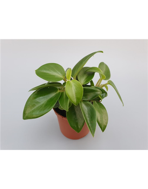 Peperomia prostrata Pixie Mini T7