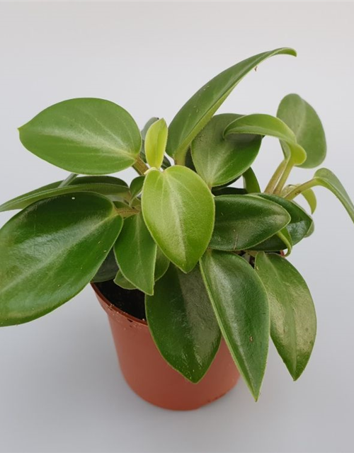 Peperomia prostrata Pixie Mini