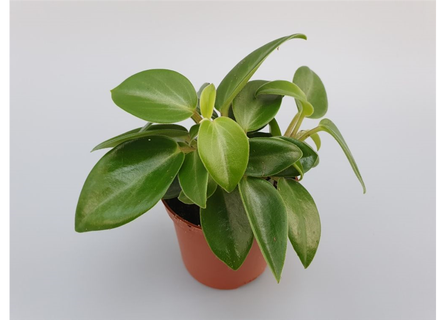 Peperomia prostrata Pixie Mini T7