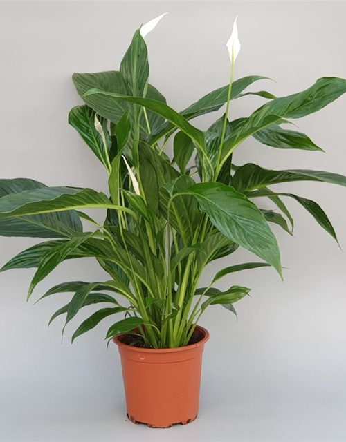 Spathiphyllum Bravo Cupido ASP