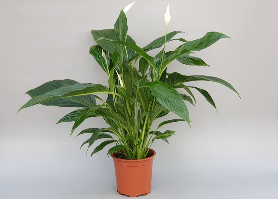 Spathiphyllum Bravo Cupido ASP