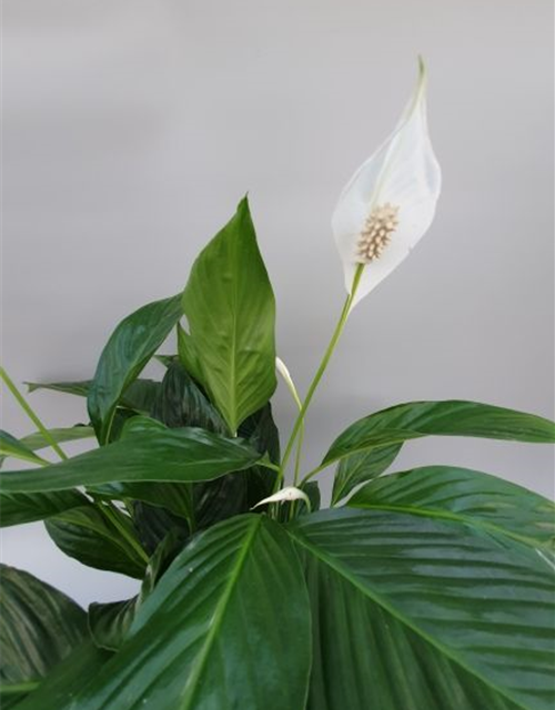 Spathiphyllum Bravo Cupido ASP