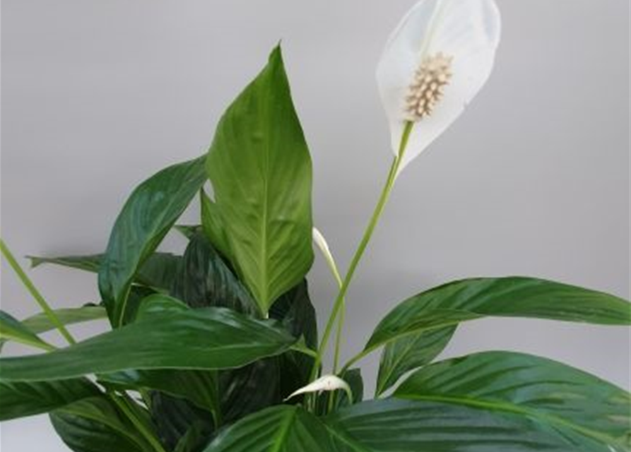 Spathiphyllum Bravo Cupido ASP