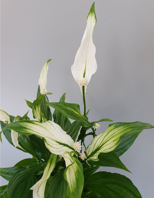 Spathiphyllum Chopin ASP