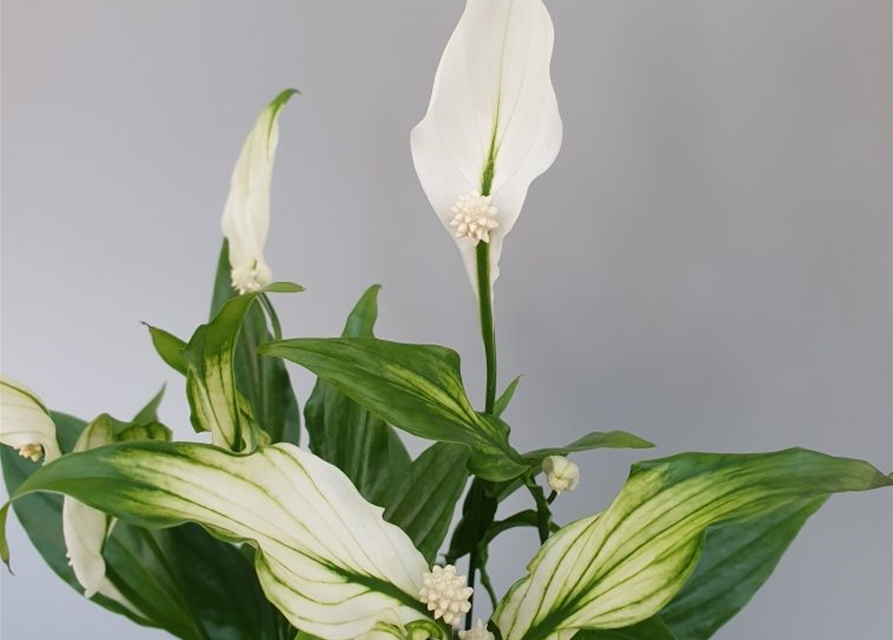 Spathiphyllum Chopin ASP