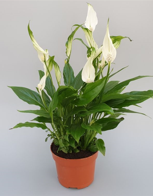 Spathiphyllum Chopin ASP