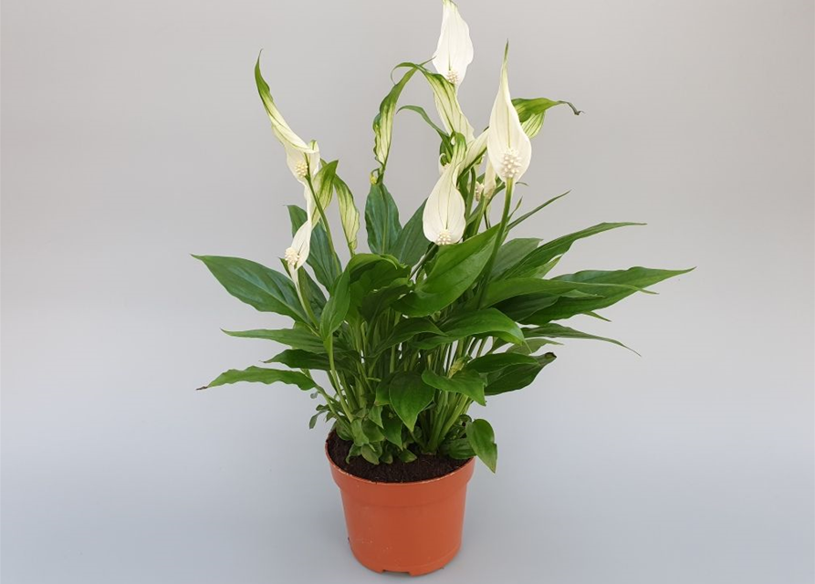 Spathiphyllum Chopin ASP