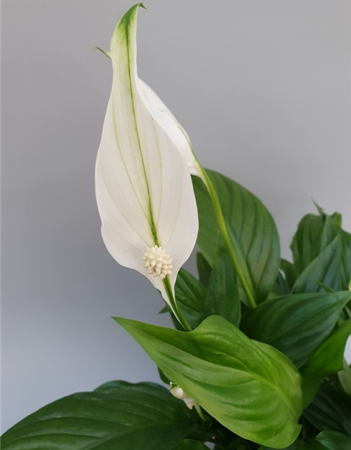 Spathiphyllum Pearl Cupido