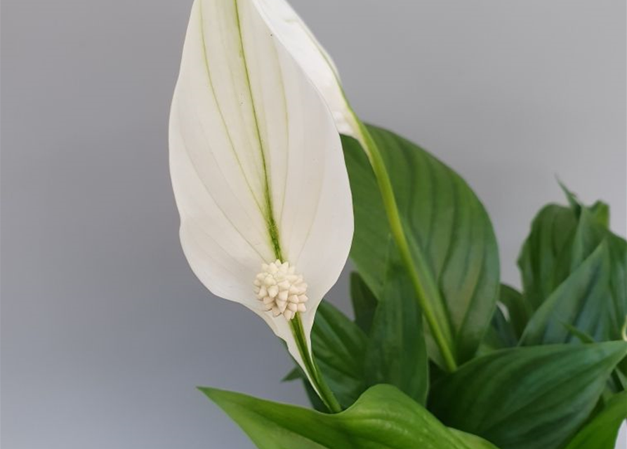 Spathiphyllum Pearl Cupido