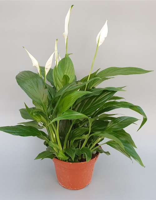 Spathiphyllum Pearl Cupido