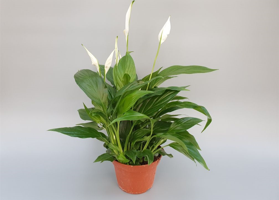 Spathiphyllum Pearl Cupido