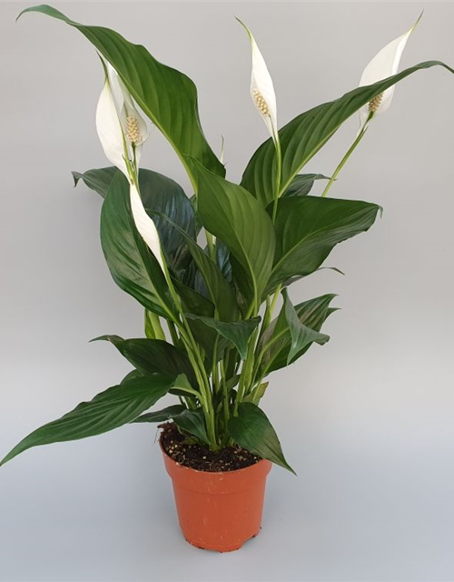 Spathiphyllum Sweet Chico ASP