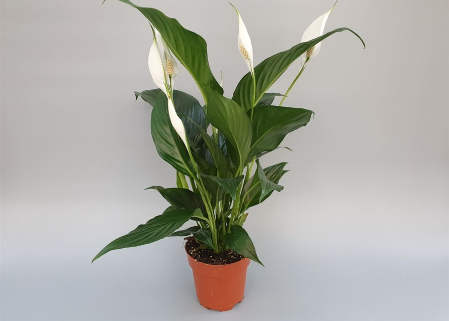 Spathiphyllum Sweet Chico ASP