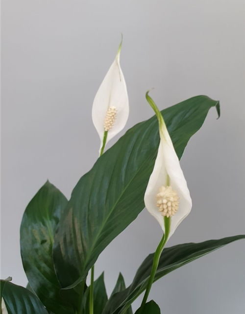 Spathiphyllum Sweet Chico ASP