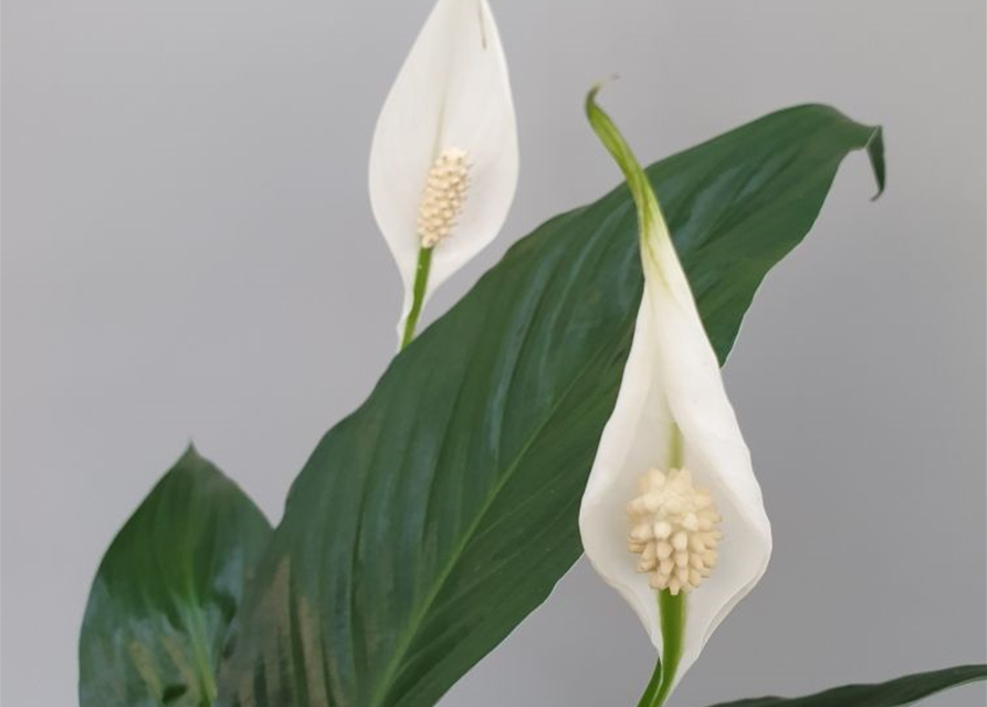 Spathiphyllum Sweet Chico ASP