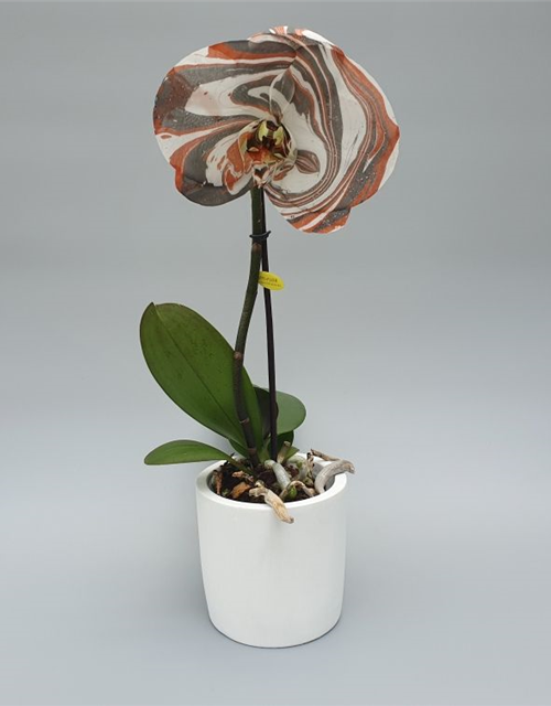 Phalaenopsis Singolo Arto