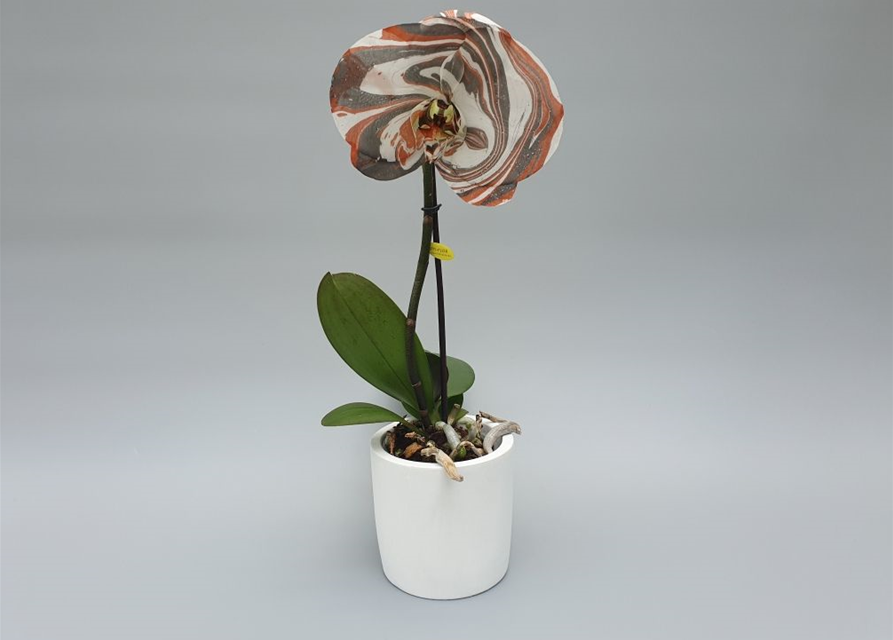 Phalaenopsis Singolo Arto