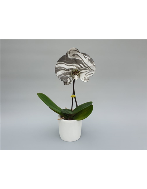 Phalaenopsis Singolo Arto Marble 1-R T9 m. Topf