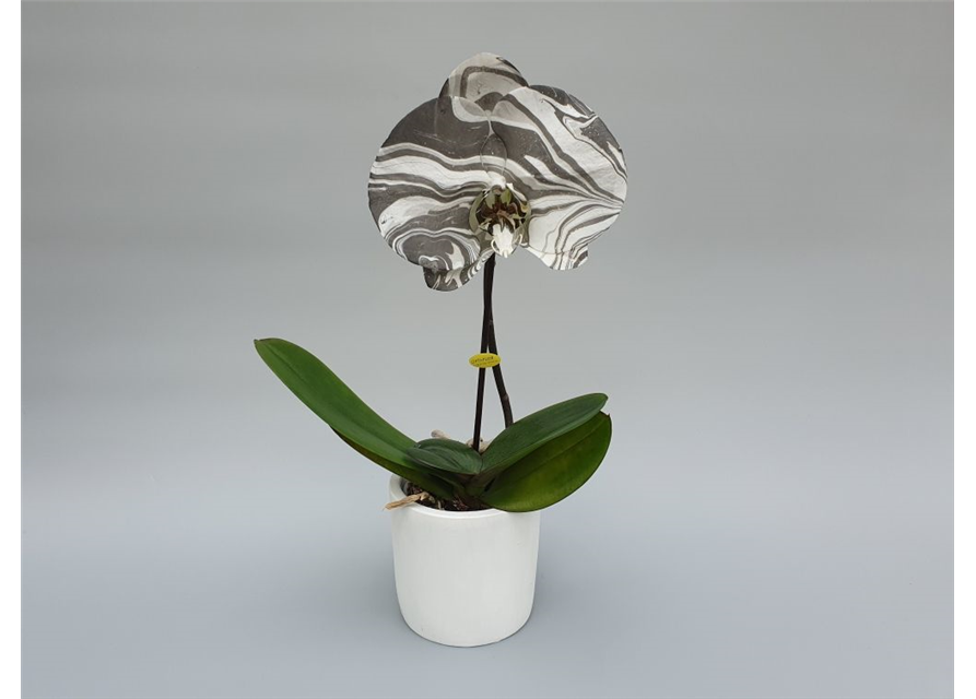 Phalaenopsis Singolo Arto Marble 1-R T9 m. Topf