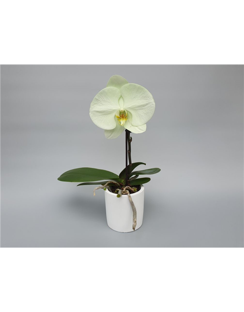 Phalaenopsis Singolo Aquarello 1-R T9