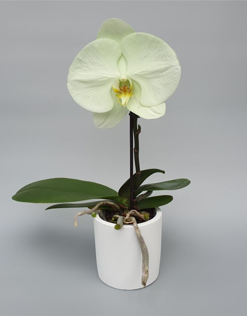 Phalaenopsis Singolo Aquarello