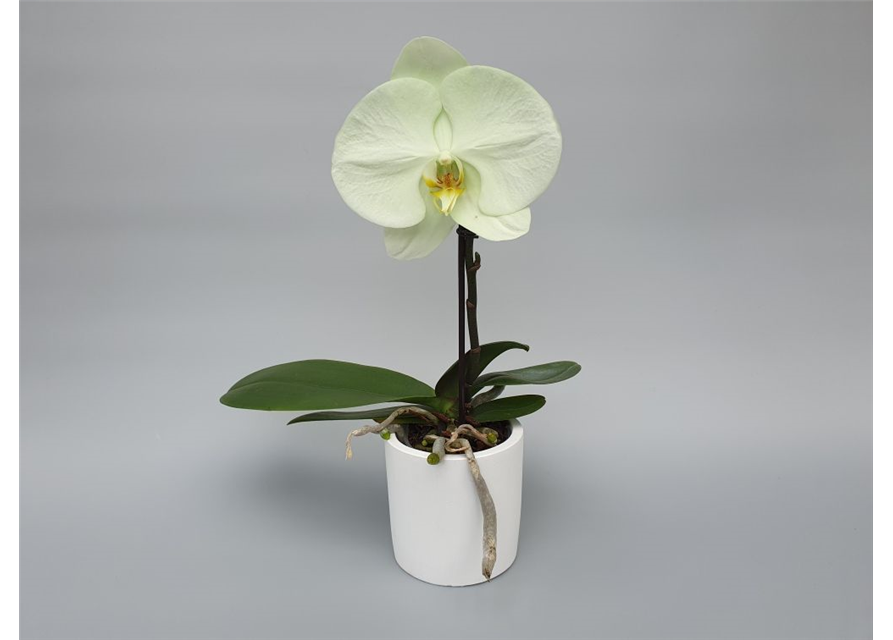 Phalaenopsis Singolo Aquarello 1-R T9