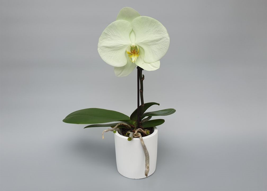 Phalaenopsis Singolo Aquarello