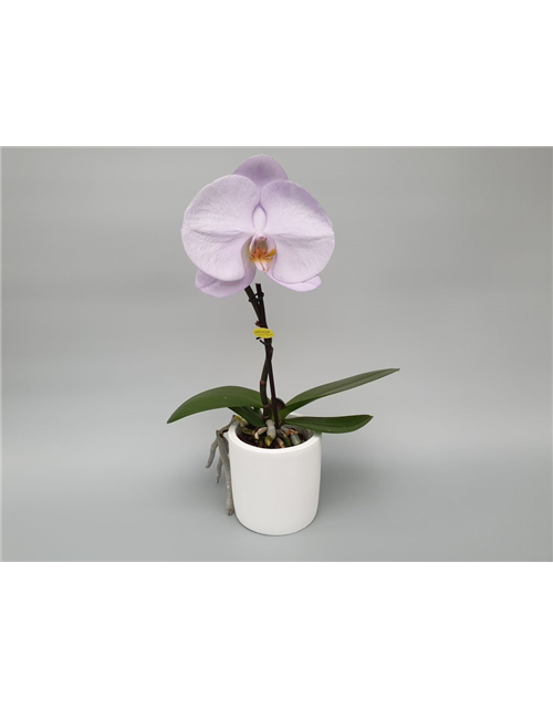 Phalaenopsis Singolo Aquarello 1-R T9