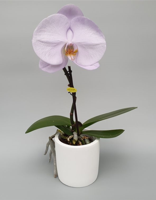 Phalaenopsis Singolo Aquarello