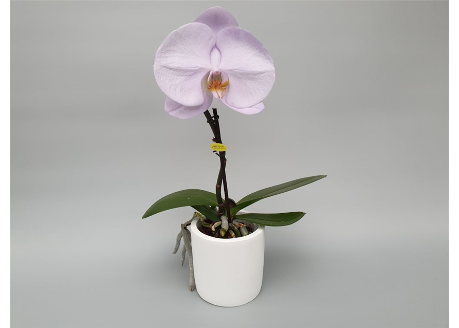 Phalaenopsis Singolo Aquarello 1-R T9