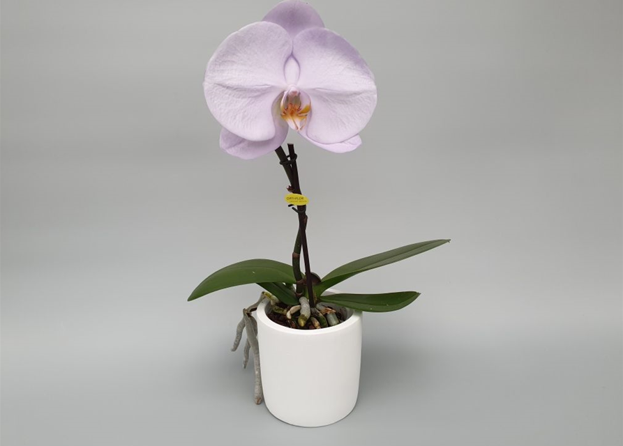 Phalaenopsis Singolo Aquarello