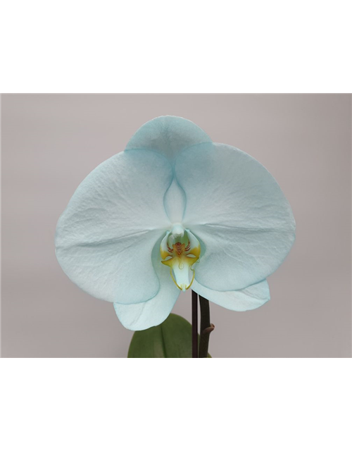 Phalaenopsis Singolo Aquarello 1-R T9