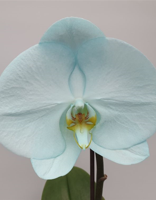 Phalaenopsis Singolo Aquarello