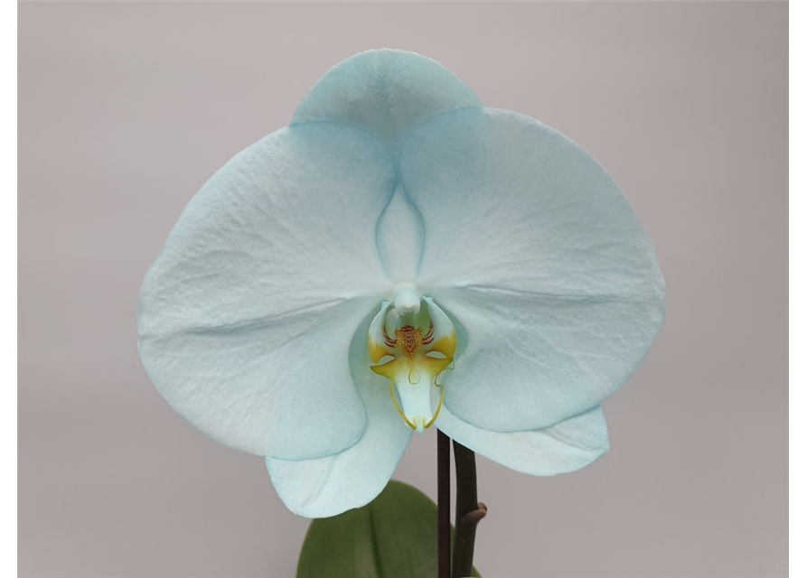 Phalaenopsis Singolo Aquarello 1-R T9